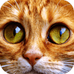 Мистерия Котки